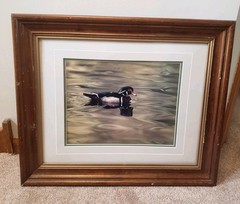 Thomas Mangelsen Signed Numbered Limited Photo Print Duck 386/959