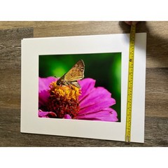 Butterfly Photography 16×20 Multi-Color Matted Wall Art