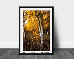 Forest Photography Print – Vertical Picture of Aspen Trees in Wyoming