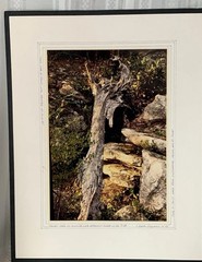 Original Photograph by Charles Freeman Signed Board Mat Fallen Tree