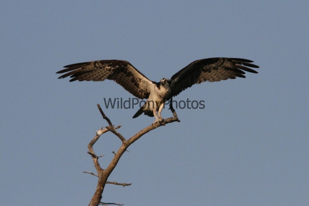 Osprey Photo, Pick One Image – Various Sizes