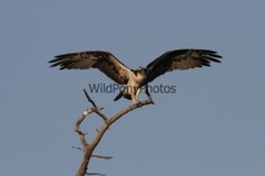Osprey Photo, Pick One Image – Various Sizes