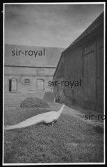 Königsberg in der Neumark 1931 – Weißer Pfau im Veilchental – Pommern Foto 5x8cm