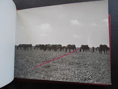 Bulgaria? 1958 15 Photos Equestrian Horse Stud Breeding Racing Jockey