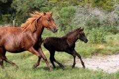 Chincoteague Pony Photo -Mares & Foals- Pick One Image -Various Sizes