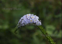Original Unframed Beautiful Wildflower Photograph, Image, Wall Art Sri Lanka