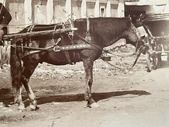 2 Album Photo by Giacomo Brogi circa 1870 Naples Napoli Italy 25x19cm (13+14)