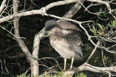 Black Crowned Night Heron Photo, Pick One Image – Various Sizes