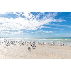 Birds on the Beach Photo, Siesta Key Photography Wall Art Beach House, Wildlife