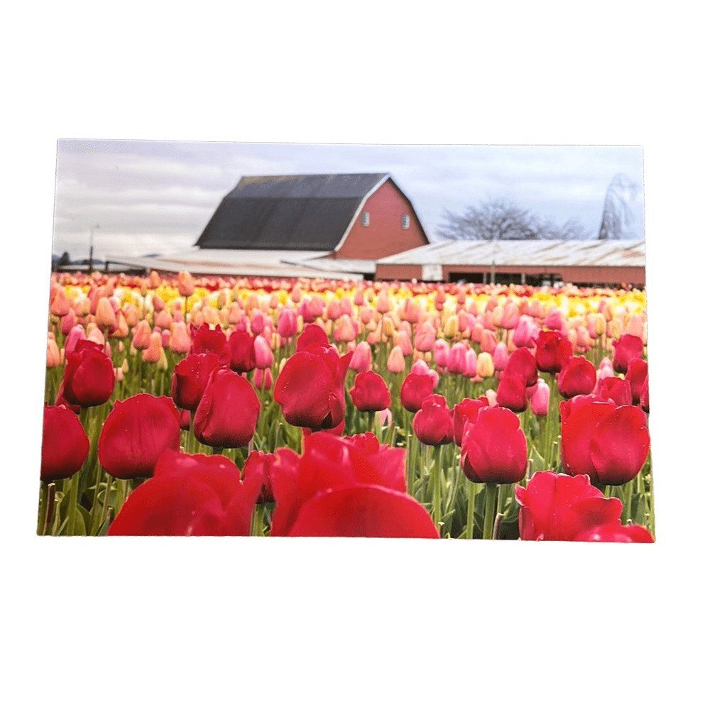 10×18 photography print 1 of 2 Tulips