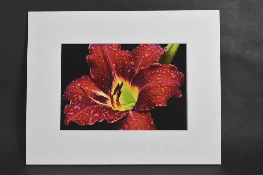 Photograph of Red Daylily Flower with Raindrops. 4×6 Glossy Photo in 8×10 Matte