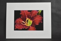Photograph of Red Daylily Flower with Raindrops. 4×6 Glossy Photo in 8×10 Matte