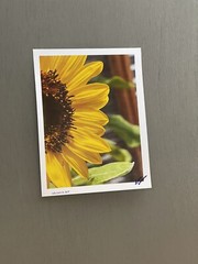 Sunflower- photograph 8.5×11