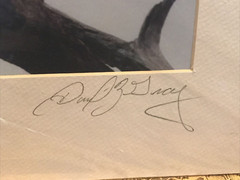 American Bald Eagle Perched – Matted for 20″ x 16.25″ Signed David Z Guy