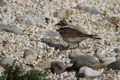 Killdeer Nesting and with day old Young Photo- Pick one Image – Various Sizes