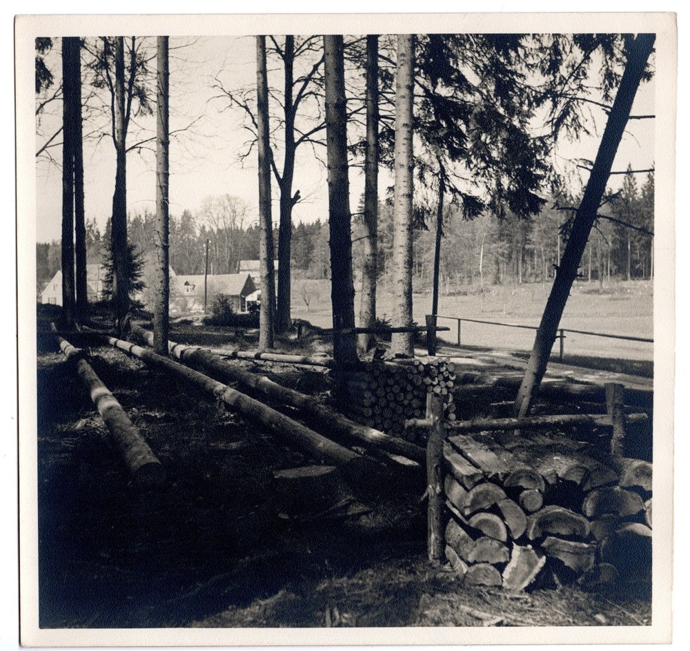 Photograph Georg Fiedler forest logs around 1930 silver gelatin