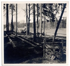 Photograph Georg Fiedler forest logs around 1930 silver gelatin