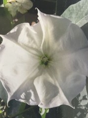 Flowers Photography by: “Muggs” Margolis Framable Art 5 X 7 New