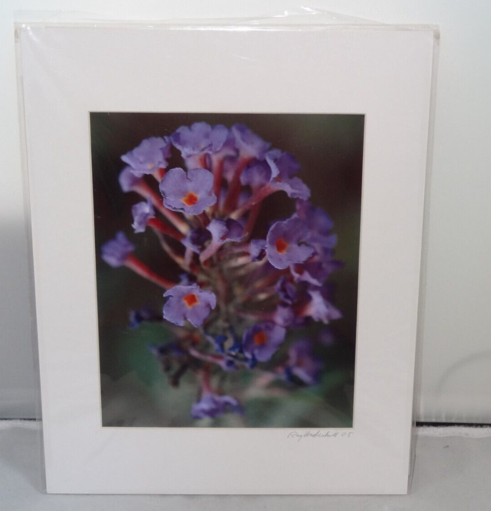 Photograph of Butterfly Bush Summer Lilac Flower Matted & Signed Ray Underhill