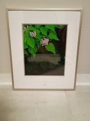 Fine Art Tom Fox Photography Still Life Flowers Signed Print