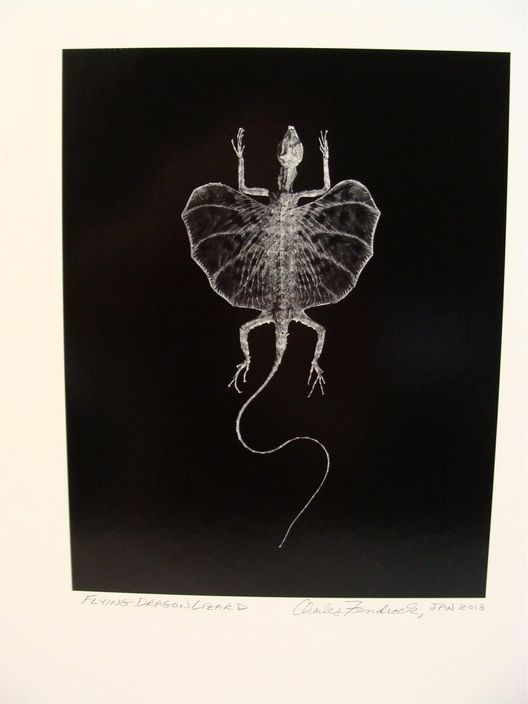 Original 2018 Charles Fendrock Flying Dragon Lizard Photograph