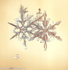 MIKE & DOUG STARN TWINS ‘Sno7.1_003 (Snowflake)’, 2005 SIGNED Photograph **NEW**