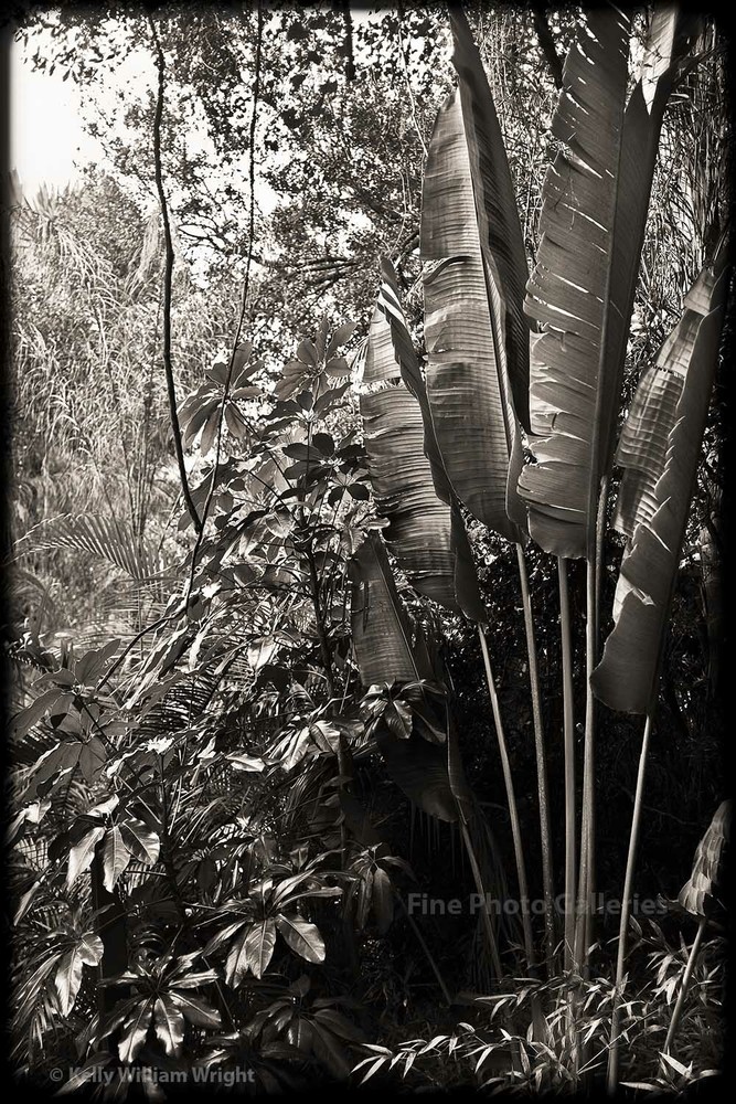 KELLY WILLIAM WRIGHT Jungle Landscape Travelers Palm Botanical Plant Photo 13×19