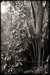 KELLY WILLIAM WRIGHT Jungle Landscape Travelers Palm Botanical Plant Photo 8×11