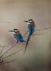 Thomas D Mangelsen Signed & Numbered «African Bee-Eaters» Color Photography