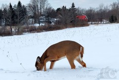 Digital Image Picture Photo Wallpaper Background Desktop Art Deer Catskills NY