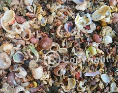 Non-AI Digital Photo Mixed Sea Shells Seashells Philippines Nature Photography