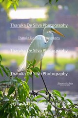 Digital Image Picture Photo Pic Wallpaper Great egret wildlife photograph