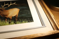 Abi Garaman Framed Photo Lot of 4 – Wildlife Antelope Moose Elk Jackson Hole WY