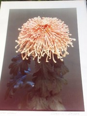 LOT 3 ORIGINAL COLOR PHOTOGRAPHS OF PLANTS FLOWERS SPECIES 14.5 X 10.25 INCHES