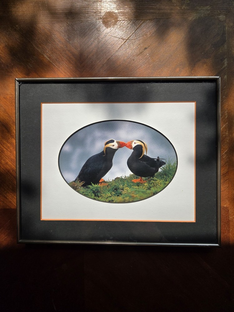 Picture of Puffins