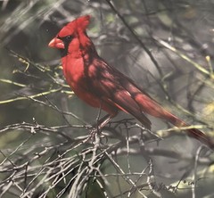 Thomas D. Mangelsen “Ruby of the Palo Verde” Limited Edition Cardinal Photograph