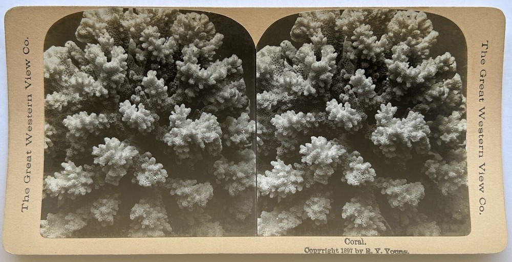 Coral 1897 Photograph Stereo Vintage Analog