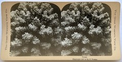 Coral 1897 Photograph Stereo Vintage Analog