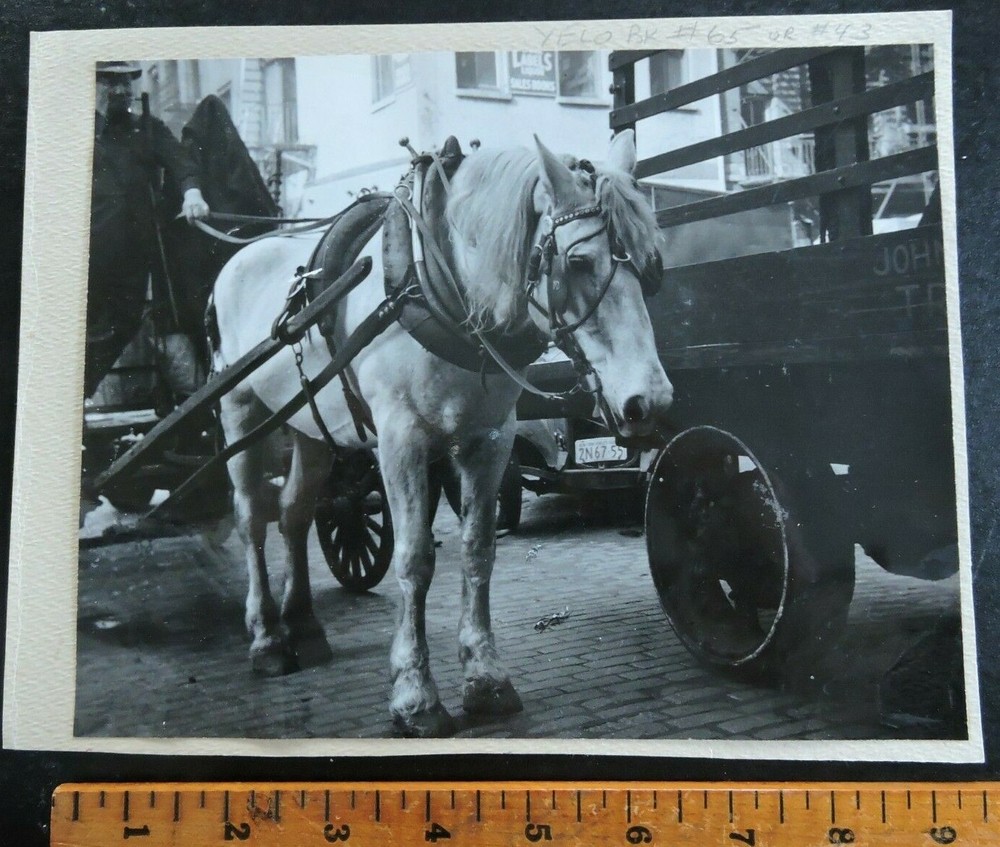 Signed 1939 Mounted 7.5×9″ NYC Horse New York City PHOTO LEAGUE by Joe Schwartz