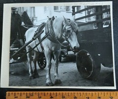 Signed 1939 Mounted 7.5×9″ NYC Horse New York City PHOTO LEAGUE by Joe Schwartz