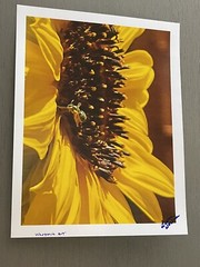 Agapostemon Clocking His Sunflower In, Minute #1- Contemporary Photograph