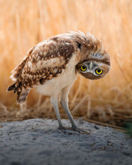 Silly Burrowing Owl Fine Art Print (Unframed)
