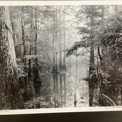 Blair Pittman: «Old River» – Original Gelatin Silver Print Photograph