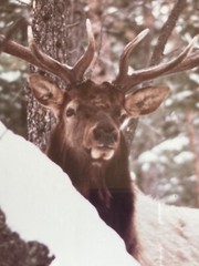 Vintage Male Bull Elk Picture Photograph Framed Signed Photo SCT Ltd Ed 8/50 EUC