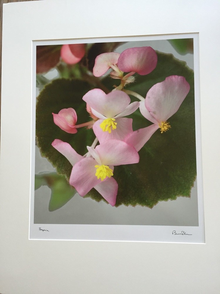 BRUCE BLUM SIGNED COLOR Photo Print (24″X 18 3/4″)-«Begonia «