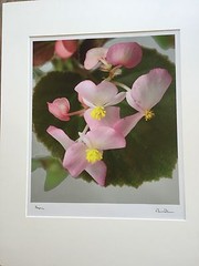 BRUCE BLUM SIGNED COLOR Photo Print (24″X 18 3/4″)-«Begonia «