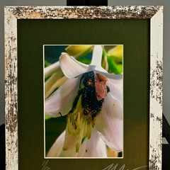 MICHAEL RAY Original Vintage Signed Long Island NY Floral Still Life Photograph