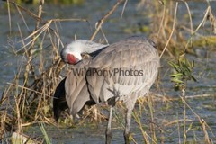 Sandhill Crane Photo, Pick One Image – Various Sizes