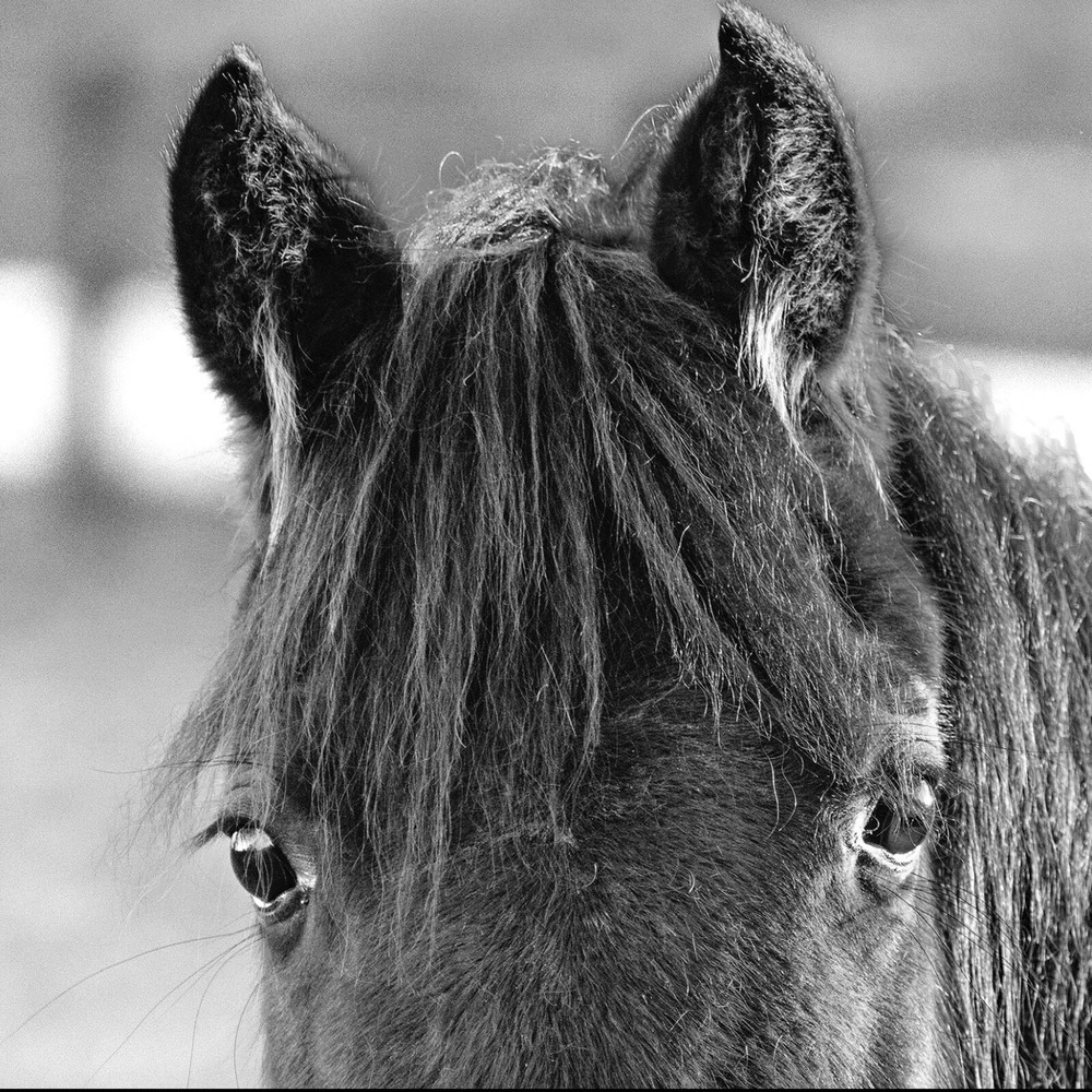 Horse’s Face by Steve Carlisle • printed on canvas