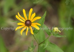 Original ACEO photo fine art print 2.5×3.5 in SINGLE BLACK-EYED SUSAN wildflower